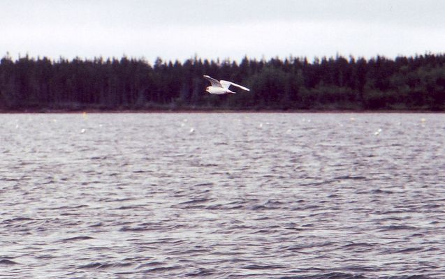 Seagull
Some bird or another that was flying by when we were on the seal watching cruise.
