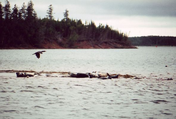 Seals
These are the seals we went to Murray Harbour to watch.  There's also a cormorant.  They like to stand around with their wings spread wide to dry out so I always call them Jesus birds.

