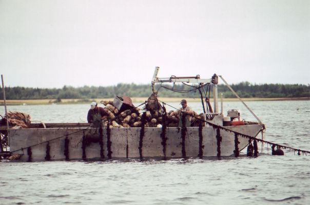 Mussel Farming
Murray Harbour farms more mussels than anywhere in PEI.  Apparently it involves hanging ropes in the water to which mussels attach and grow.  Mmm....mussels.
