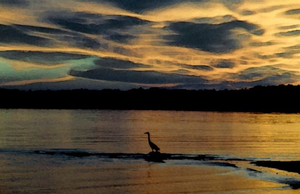 Great Blue Heron
These are common as crows on PEI.  This is one against the sunset rendered as a watercolor.
