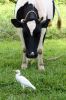 cow_egret.jpg