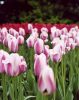 tulips1.jpg